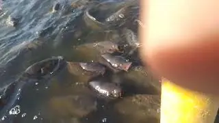 lfish at mansar place