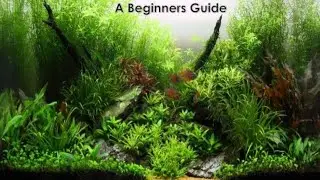 How & why to trim your Aquarium plants, how to maintain planted aquarium and plant growth, tips.....