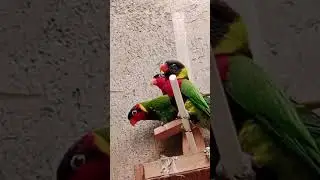 check burung di aviary mini, Alhamdulillah sehat sehat