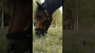 Марго❤ тг: Катерина Катюшкина #horses #лошади #рекомендации #pony #love #music #animals #можноврек