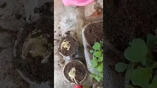 Easy Home farming methods| Vegetable farming at home| #shorts #farming