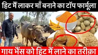 पशु को हिट मैं लाने का पक्का इलाज | Heat Problem Solution Cow 🐄 Buffalo 🐃