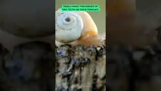 Snails have teeth