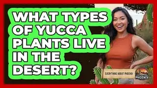 What Types Of Yucca Plants Live In The Desert?