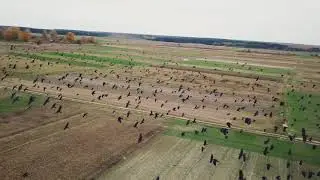 Drone footage. Ravens. 4k