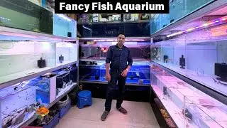 Fancy Fish Aquarium Shop | Monster Aquarium Fishes | Planted Aquarium Fishes & Cichlid Fishes Delhi