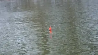 January Steelhead BOBBER DOWNS! - Winter Steelhead Fishing 2022