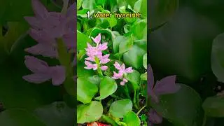 Top 5 aquarium plants 😍 free of cost #aquaticplants #aquarium #guppyfish