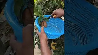 sapote in my garden #homegarden #trending #fruit #healthy #pruning