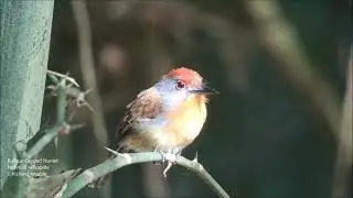 Rufous-capped Nunlet bamboo birds at Tambopata Peru