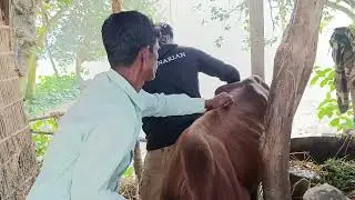 Ephemeral fever cow treatment/গরুর ভাইরাস জ্বরের চিকিৎসা @Dr-SampadSarkar 