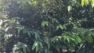 Dọn sạch bồn và gốc cây sầu riêng nha #ri6 #saurieng #durian #farmsakura #musangking