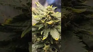 auto guava, auto frostbanger, f1 hybrid, and little cbd #marijuanacommunity #weedculture