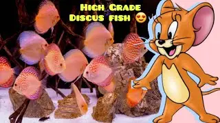 HIGH GRADE DISCUS_ ACE DISCUS HATCHERY_ALBINO DISCUS _ CHECKERBOARDS,#fish,#aquarium,#aquascape,#tom
