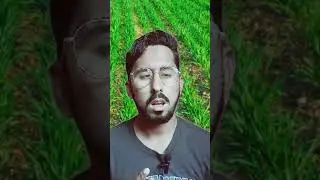 best time potash use for wheat crop #agriculture #wheatcrop #wheatproduction #wheat #wheatplant #