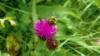 Bumblebees of North Uist. Great Yellow Bumblebees (Bombus distinguendus) and Moss Carders (Bombu...