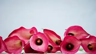 Planting Calla Lily Bulbs: Timing Tips for Vibrant Blooms