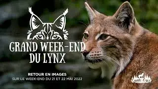 Retour sur le Grand Week-end du Lynx au parc Animalier de Sainte-Croix !