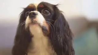 Chilier Dogs: The Sassy & Sweet Mix Unleashed