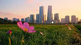 Free Cinematic Flower Focus pulling to Town.Free Footages for Videos #freevideo #freeclips #free
