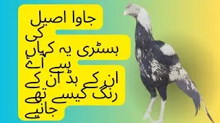 Java aseel ki history Kya h #aseelbythak