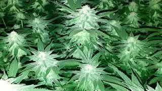 LED GROW LIGHT UPDATE INDOOR CANNABIS GROW,WEEK 5 DAY 1 OF FLOWER
