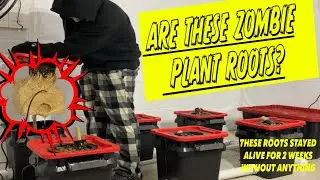 Massive RDWC Cannabis Plant Roots For Beginners