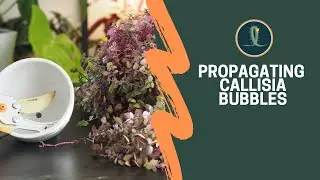 Cutting & Propagating Callisia Bubbles Plant | Trimming Callisia Repens