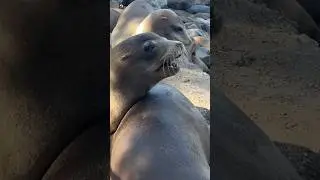 Sea Lions Sound 🖤 ( Barking ) (4)