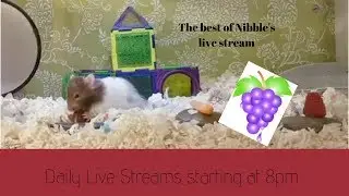 The Best of Nibble's LIVE STREAM- Original Cage theme/ Cute funny Hamster Fails