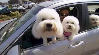Te maluchy siały chaos wszędzie gdzie się pojawiły [Cesar Millan na ratunek]