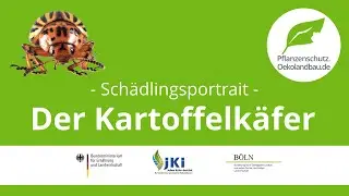 Kartoffelkäfer  - pflanzenschutz.oekolandbau.de - Schädlingsportrait