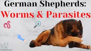 How To Handle Worms & Parasites in German Shepherd Dogs