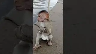 Baby monkey afraid of wave in beach
