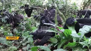 Technology in conservation - UWA introduces app to virtually track gorilla excursions