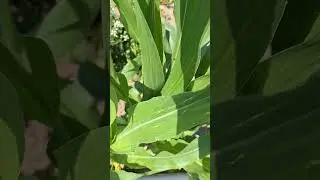 CULTIVO CANNABIS. CONTROL BIOLOGICO DE LAS PLAGAS. LA FAUNA AUXILIAR PARA PREVENIR