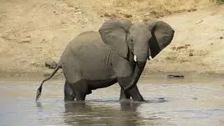 Rhino Rumbles in the Kruger Park
