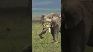 Zebras Quest: Stripes Mystery