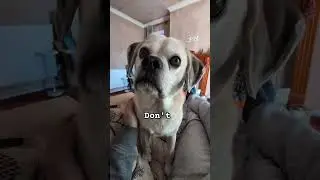 Why #puggle #dog #shorts