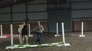 Safe Beginner Show Jumping #riding  #horse #equestrian #montana   #horseriding Showjumping