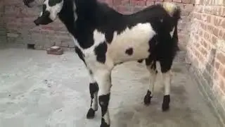 Aaliya Modern Farm AMF @ beetel goat very beautiful dated 14/12/2018