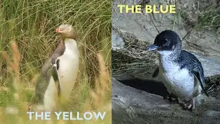 [The Yellow & The Blue] Fairies of Otago Peninsula