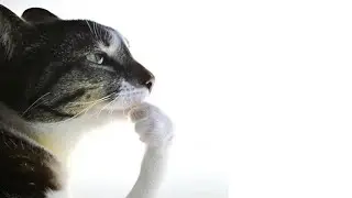 trying to be a good guest (teammate)