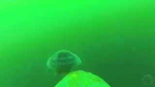 Turtle-cam: Leatherback feeding on jellyfish off Nova Scotia, Canada