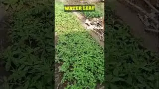 WATER LEAF #Agriculture