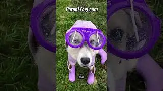 3 Genius Inventions for your pets! 🐾🧠✨ #pets #funny #shorts