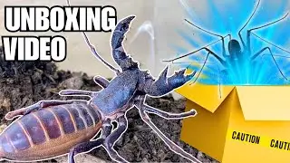 Meet My New Extraterrestrial Pet! Unboxing a Whip Scorpion (Phrynus whitei)!