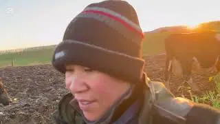 Pinoy Couple Dairy Farming in New Zealand | Working in the Runoff