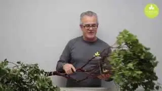 The Mayesh Minute: Manzanita Branch