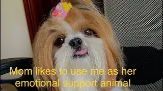 Emotional Support Animal Life | Shihtzu The Therapy Dog | Best Therapy Dog | Best Companion |